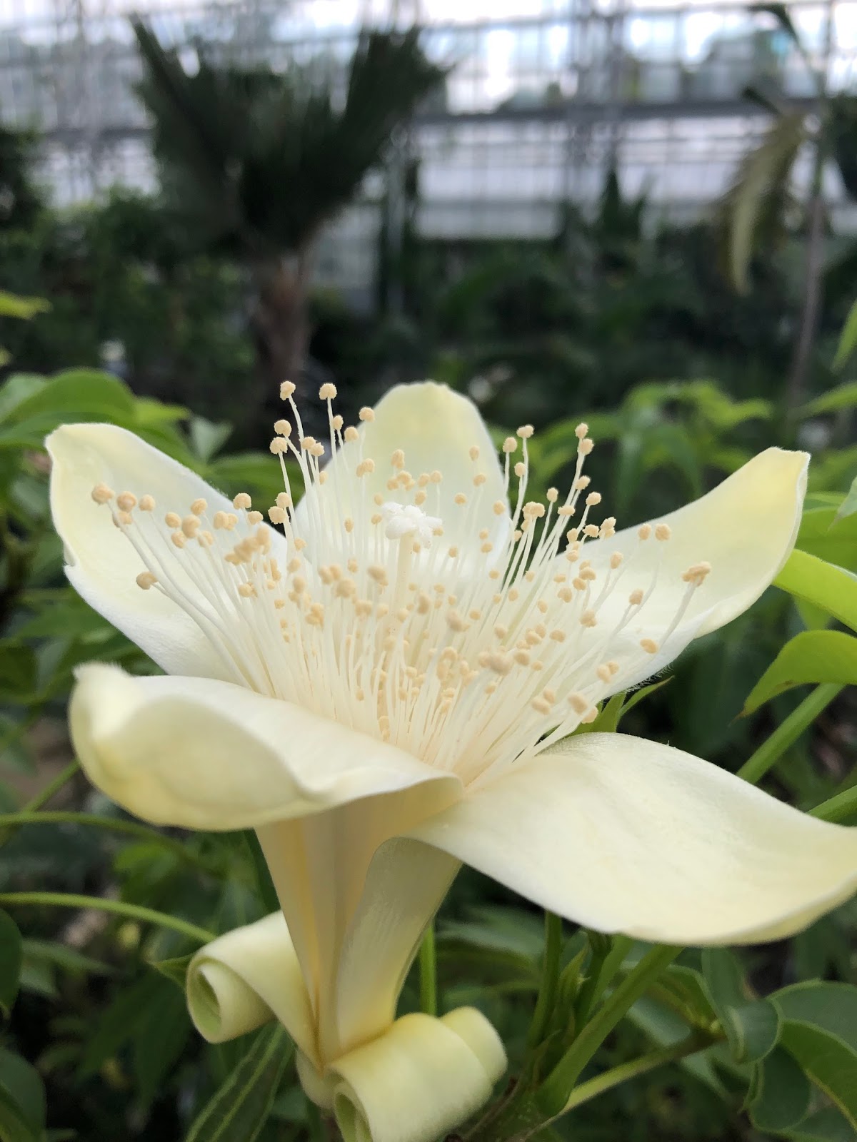 バオバブの花